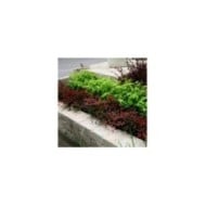 Bambou sacré Flirt 'Murasaki' (Nandina domestica) (Plantipp)