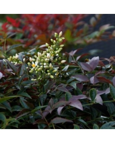 Bambou sacré Flirt 'Murasaki' (Nandina domestica) (Plantipp)