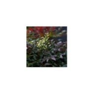 Bambou sacré Flirt 'Murasaki' (Nandina domestica) (Plantipp)