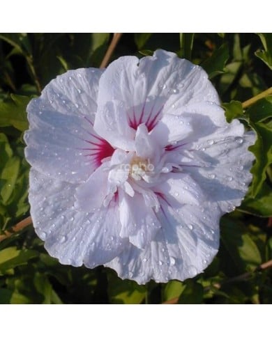 Hibiscus syriacus CHINA CHIFFON 'Bricutts' (Sapho)