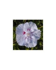 Hibiscus syriacus CHINA CHIFFON 'Bricutts' (Sapho)