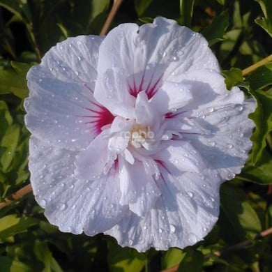 Hibiscus syriacus CHINA CHIFFON 'Bricutts' (Sapho)