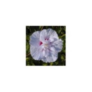 Hibiscus syriacus CHINA CHIFFON 'Bricutts' (Sapho)