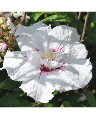Hibiscus syriacus CHINA CHIFFON 'Bricutts' (Sapho)