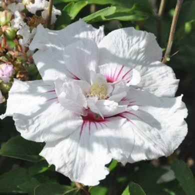 Hibiscus syriacus CHINA CHIFFON 'Bricutts' (Sapho)