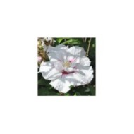 Hibiscus syriacus CHINA CHIFFON 'Bricutts' (Sapho)