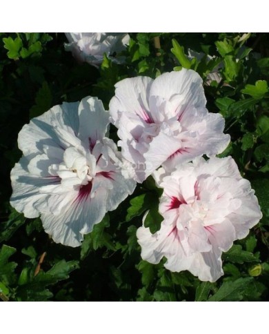 Hibiscus syriacus CHINA CHIFFON 'Bricutts' (Sapho)