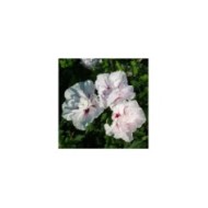 Hibiscus syriacus CHINA CHIFFON 'Bricutts' (Sapho)