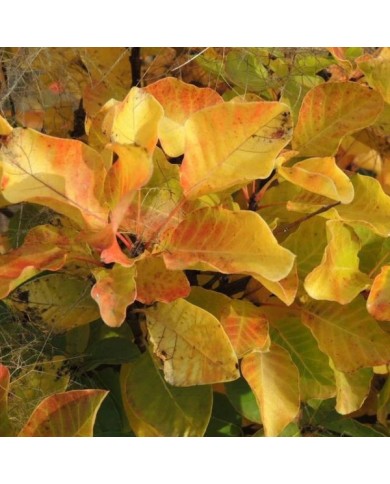 Arbre à perruque 'Lemon Lady' - Cotinus (Hortival Diffusion)