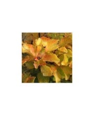Arbre à perruque 'Lemon Lady' - Cotinus (Hortival Diffusion)