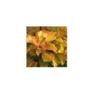 Arbre à perruque 'Lemon Lady' - Cotinus (Hortival Diffusion)