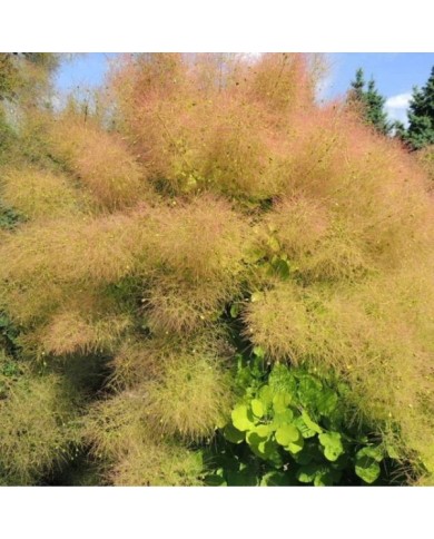 Arbre à perruque 'Lemon Lady' - Cotinus (Hortival Diffusion)