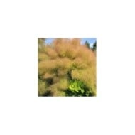 Arbre à perruque 'Lemon Lady' - Cotinus (Hortival Diffusion)