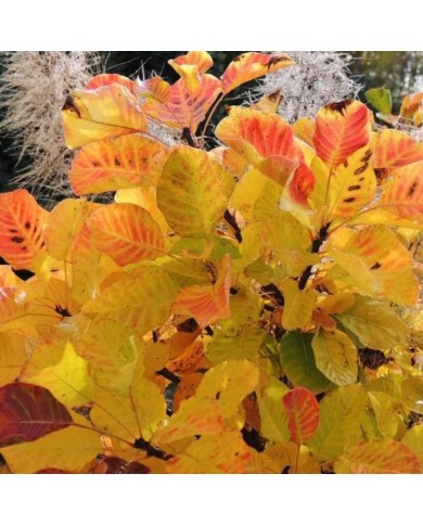 Arbre à perruque 'Lemon Lady' - Cotinus (Hortival Diffusion)
