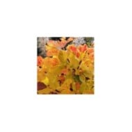 Arbre à perruque 'Lemon Lady' - Cotinus (Hortival Diffusion)