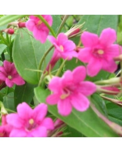 Jasmin beesianum ou Jasmin rose