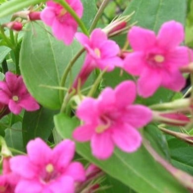 Jasmin beesianum ou Jasmin rose