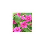 Jasmin beesianum ou Jasmin rose