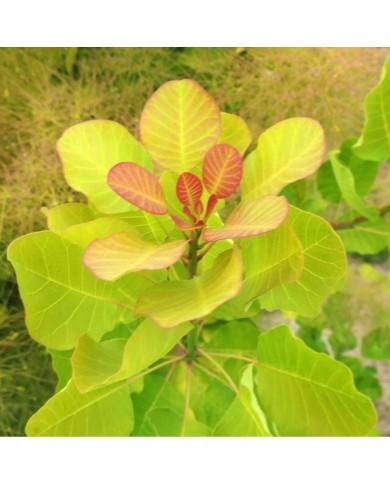 Arbre à perruque 'Lemon Lady' - Cotinus (Hortival Diffusion)