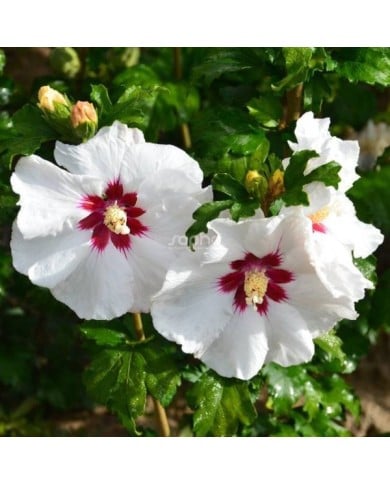 Hibiscus syriacus SUP'HEART® 'Minomb' (Sapho)