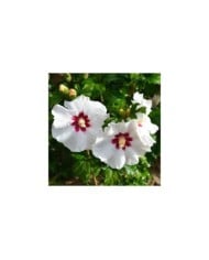 Hibiscus syriacus SUP'HEART® 'Minomb' (Sapho)