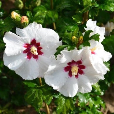 Hibiscus syriacus SUP'HEART® 'Minomb' (Sapho)