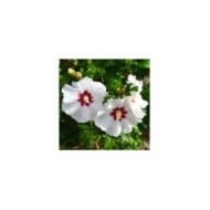 Hibiscus syriacus SUP'HEART® 'Minomb' (Sapho)