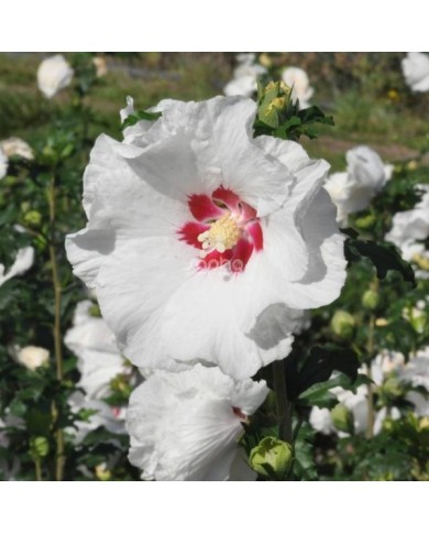Hibiscus syriacus SUP'HEART® 'Minomb' (Sapho)