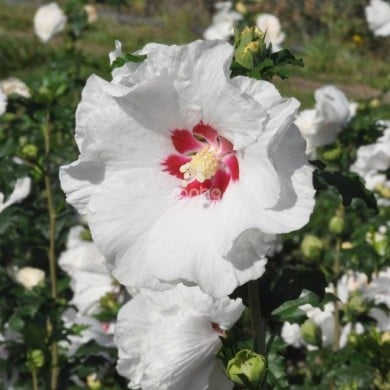 Hibiscus syriacus SUP'HEART® 'Minomb' (Sapho)