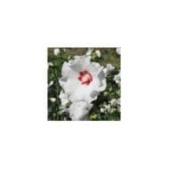 Hibiscus syriacus SUP'HEART® 'Minomb' (Sapho)