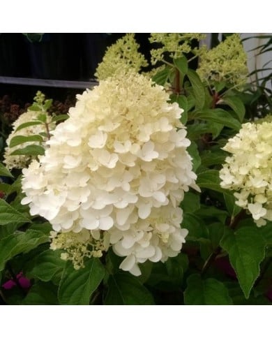 Hortensia paniculé 'Silver Dollar' (Hydrangea paniculata)  (John Caley / stock.adobe.com)