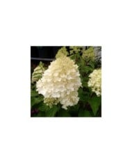 Hortensia paniculé 'Silver Dollar' (Hydrangea paniculata)  (John Caley / stock.adobe.com)