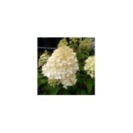 Hortensia paniculé 'Silver Dollar' (Hydrangea paniculata)  (John Caley / stock.adobe.com)