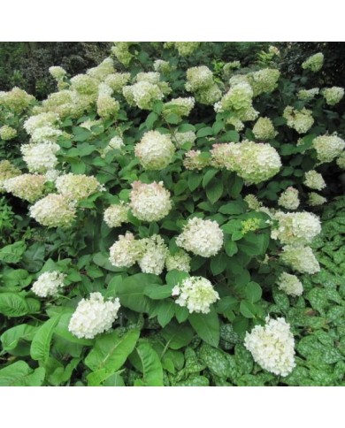 Hortensia paniculé 'Silver Dollar' (Hydrangea paniculata) ( Leonora (Ellie) Enking / flickr.com)