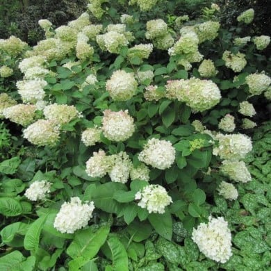 Hortensia paniculé 'Silver Dollar' (Hydrangea paniculata) ( Leonora (Ellie) Enking / flickr.com)