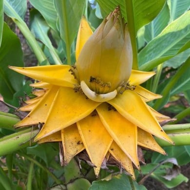 Musella lasiocarpa - Fleur (Scott Zona)