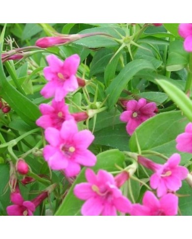 Jasmin beesianum ou Jasmin rose
