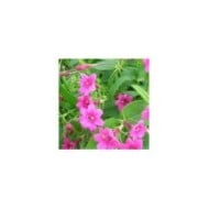 Jasmin beesianum ou Jasmin rose