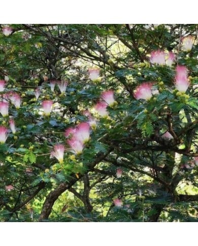 Caliandra surinamensis (Ping an Chang / Wikimedia)
