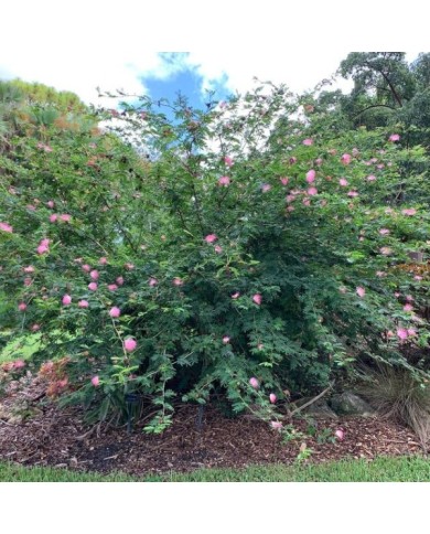 Calliandra surinamensis  (KATHERINE WAGNER-REISS / Wikimedia)