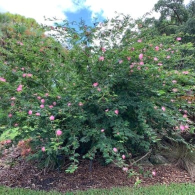 Calliandra surinamensis  (KATHERINE WAGNER-REISS / Wikimedia)