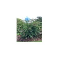 Calliandra surinamensis  (KATHERINE WAGNER-REISS / Wikimedia)