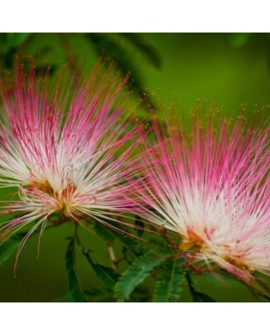 Caliandra surinamensis (Viviane Fonseca)