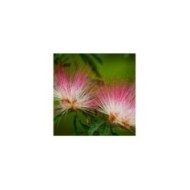 Caliandra surinamensis (Viviane Fonseca)