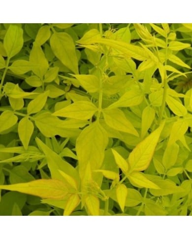 Jasmin blanc Aureum