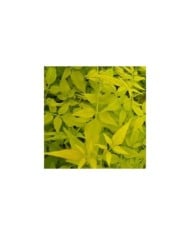 Jasmin blanc Aureum