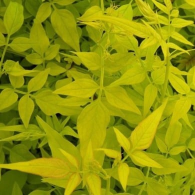 Jasmin blanc Aureum