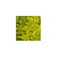 Jasmin blanc Aureum