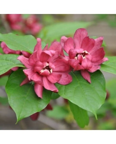 Arbre aux anémones ‘Hartlage Wine’ - Calycanthus (J Biochemist / flickr.com)