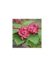 Arbre aux anémones ‘Hartlage Wine’ - Calycanthus (J Biochemist / flickr.com)
